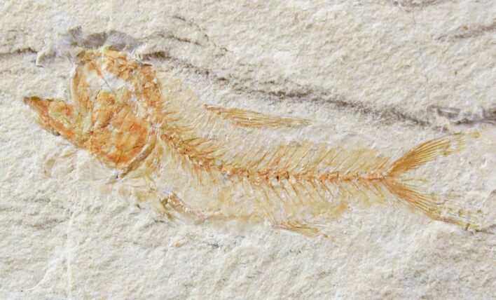 Orange Armigatus Fossil Fish - Lebanon #23126